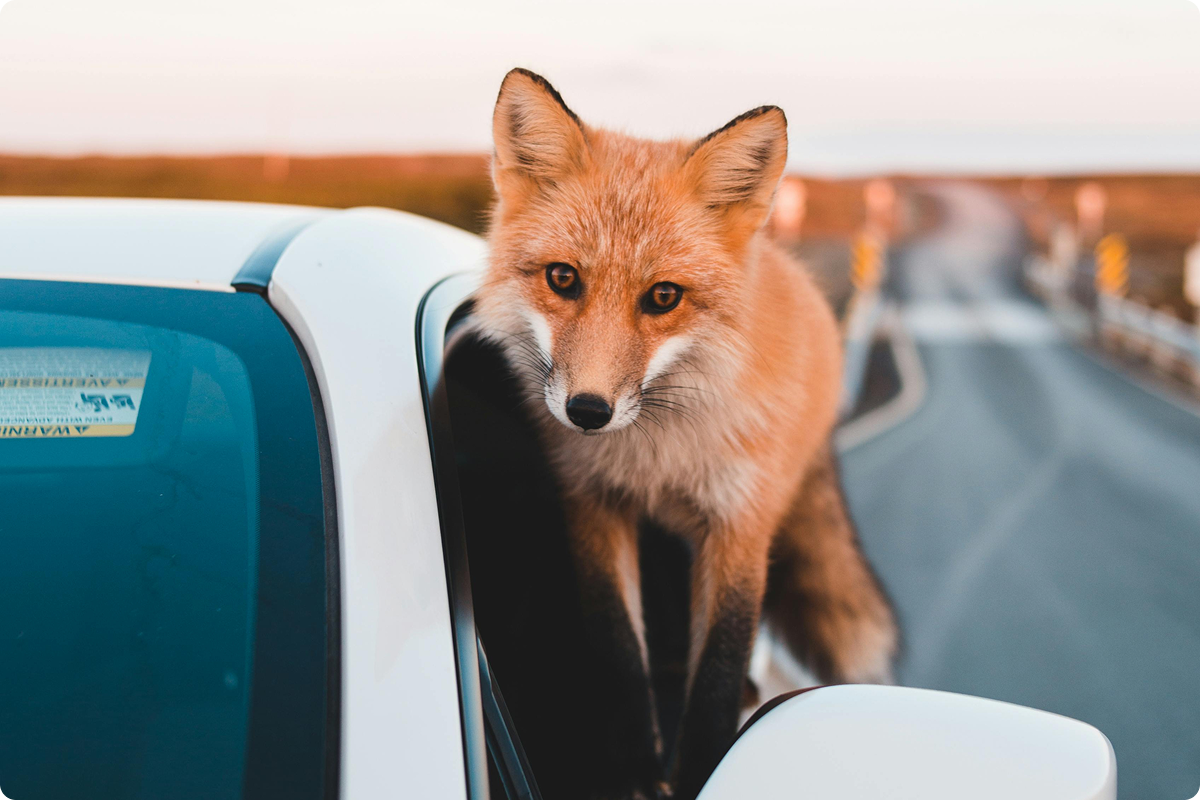 Fox in car - Our Process